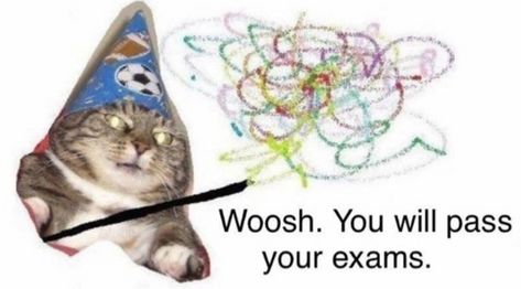 Good luck from the wizard cat Reaction Pic, Reaction Images, Wholesome Memes, Cute Memes, Reaction Memes, Reaction Pics, Reaction Pictures, Cat Memes, Mood Pics