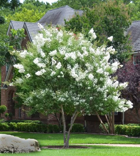 The Natchez White Crape Myrtle is a good example of a crepe myrtle that can be trained to one trunk. Natchez Crepe Myrtle, Front Yard Planter Ideas, White Crape Myrtle, Planting Zones, Crepe Myrtle Trees, Crepe Myrtles, Myrtle Tree, Crepe Myrtle, Hydrangea Care