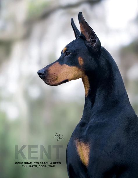 Doberman Side Profile, Fun Time Foxy, Doberman Photography, American Doberman, Dog Photography Poses, European Doberman, Black Doberman, Tax Collector, Doberman Love