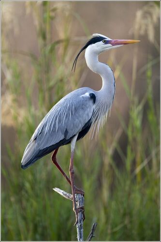 Good Morning Birds, Heron Photo, Morning Birds, Bird Painting Acrylic, Heron Art, Coastal Birds, Grey Heron, Great Blue Heron, Kinds Of Birds