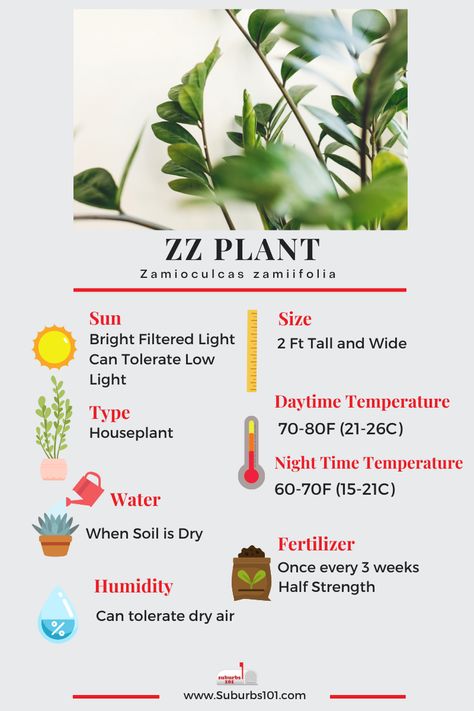 Zamioculcas Plant Care, Raven Zz Plant Care, Plant Infographic, Zamioculcas Plant, Zz Plant Care, Zz Plants, Propagate Plants, Zamioculcas Zamiifolia, Household Plants