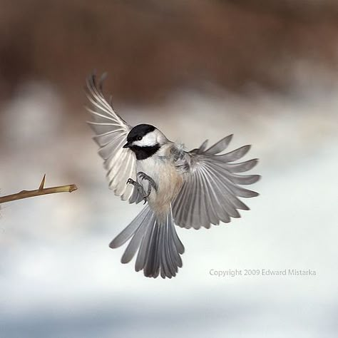 Carolina Chickadee flying and landing by Edward Mistarka, via Flickr Chickadee Flying, Chickadee Tattoo, Carolina Chickadee, Bird Flying, Chickadees, Animal References, Backyard Birds, Bird Pictures, Birds Tattoo