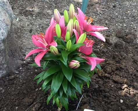 How+to+Plant+a+Perennial+Successfully Taking Care Of Plants, Growing Lilies, Garden Planning Ideas, Asiatic Lily, Asiatic Lilies, Flower Garden Design, Plants And Gardening, Outdoor Flowers, Garden Plans