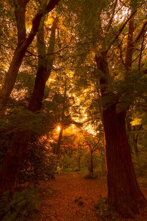 Shinjuku Gyoen National Garden, Shinjuku Gyoen, Autumn Witch, Autumn Illustration, Autumn Magic, Autumn Night, Autumn Days, Autumn Scenery, Beautiful Autumn