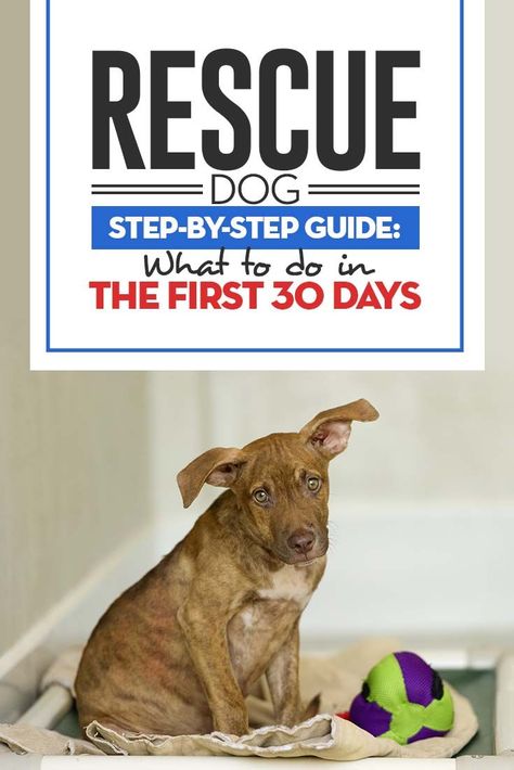 Before you bring your new rescue dog home, you need to be prepared for its, and your, needs. To have the most success, you should have a plan before your new four-legged family member comes home. #dogs #rescue #pets #adopt #puppies #animals #shelter Adopting A Dog, Easiest Dogs To Train, Dog Steps, Dog Training Techniques, Dog Home, Dog Tips, Dog Care Tips, Pet Hacks, Rescue Dog