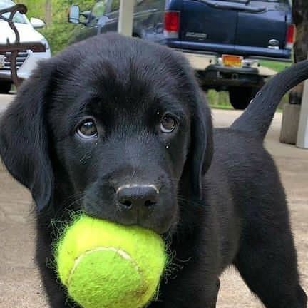 Labrador Nero, Labrador Training, Black Lab Puppy, Black Labrador Puppy, Brown Labrador, Labrador Noir, Black Labs Dogs, Black Labrador Dog, Labrador Puppies