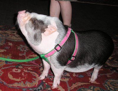 Potbellied Pigs, Mini Potbelly Pigs, Mini Pig Care, Pet Pig Care, Potbelly Pigs, Pot Belly Pig, Raising Pigs, Pet Pig, Pig Care