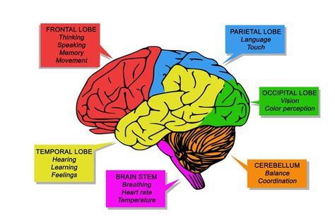 Brain Parts And Functions Explained For Kids Human Brain Parts, The Brain For Kids, Brain Parts And Functions, Human Brain Diagram, Brain Anatomy And Function, Brain Lobes, Brain Diagram, Brain Parts, Brain Models