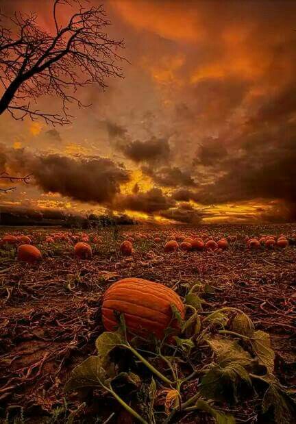 Pumpkin field sunset The Great Pumpkin, Great Pumpkin, The Great, Autumn Scenes, Pumpkin Art, Autumn Scenery, Autumn Beauty, Fall Pictures, Autumn Aesthetic