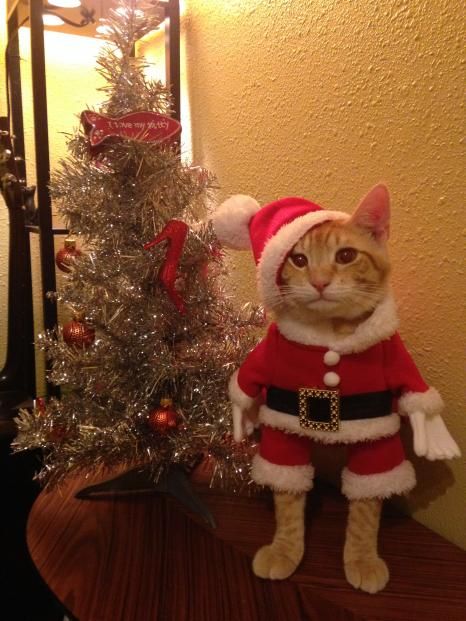 A Cat, Christmas Tree, Christmas