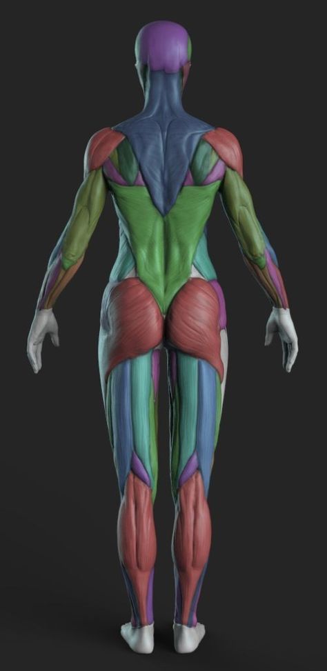 Zbrush Anatomy, Human Anatomy Reference, Human Muscle Anatomy, Human Anatomy For Artists, 3d Anatomy, Female Anatomy Reference, Anatomy Sculpture, Anatomy Models, Anatomy Tutorial