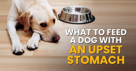 If your dog has tummy problems or doesn't feel well, he may not want his normal food. Here's what to feed a dog with an upset stomach ... Dog Upset Stomach Remedies, What To Feed Dogs, Upset Stomach Remedy, Upset Stomach Food, Dog Upset Stomach, Tummy Issues, Upset Tummy, Dog Remedies, Golden Doodles