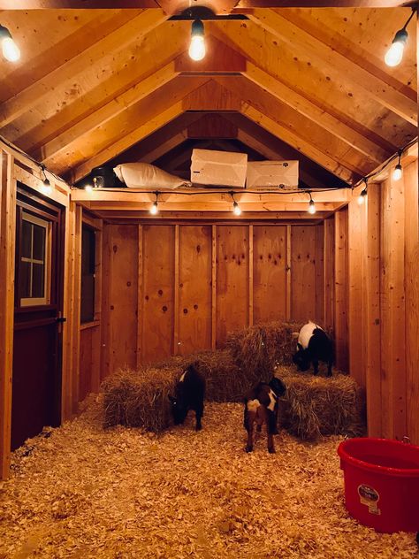 11 DIY Goat Shelter Ideas – The DIY Desire Goat Shelter Ideas, Diy Goat Shelter, Diy Outdoor Shower Ideas, Chicken Coop Designs Diy, Sheep House, Goat Playground, Farm Facts, Goat Shelter, Goat Pen