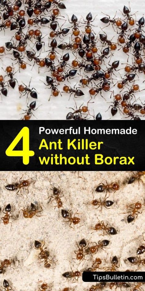 There are many ways to kill ants without using Borax. Learn how to eliminate an ant problem with homemade ant bait, dish soap, cornmeal, and baking soda. Make a natural ant spray with peppermint essential oil and a spray bottle. #antkillerwithoutborax #boraxfreeantkiller #antkiller #noborax Diy Ant Killer, Ant Killer Recipe, Homemade Ant Killer, Sugar Ants, Diy Bug Repellent, Homemade Bug Spray, Ant Spray, Ant Repellent, Bug Spray Recipe