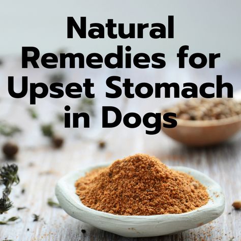 8 Easy Home Remedies for a Dog's Upset Stomach. Here are some home remedies for resolving a dog's upset stomach naturally using items found at home. If your dog's stomach issue is acute and fairly mild, you can try a few different things; learn all about the healing properties of herbs below. Upset Tummy Remedies, Food For Upset Stomach, Dog Upset Stomach Remedies, Upset Stomach Remedy, Upset Stomach Food, Dog Upset Stomach, Ground Beef Lunch, Stomach Remedies, Sauteed Chicken Breast