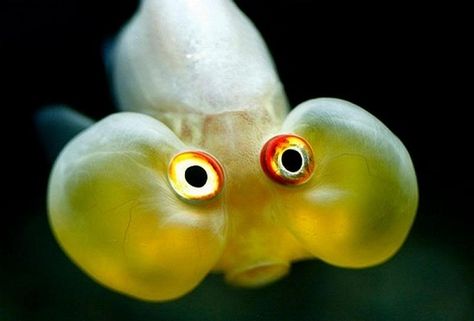 Not sure if it's cute... but funny anyway! :) Bubble Eye Goldfish, Fancy Goldfish, Creepy Animals, Deep Sea Creatures, Cool Fish, Weird Fish, Funny Animal Photos, Crazy Eyes, Water World