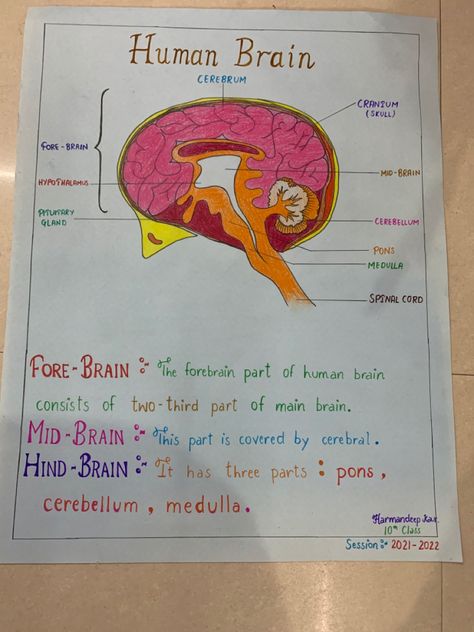 Place Your Order To Make Your Own Chart Innovative Chart Ideas For Biology, Human Body Systems Projects, Body Systems Project, Biology Diagrams, Science Chart, Human Body Facts, Biology Facts, Disney Characters Wallpaper, Diagram Chart