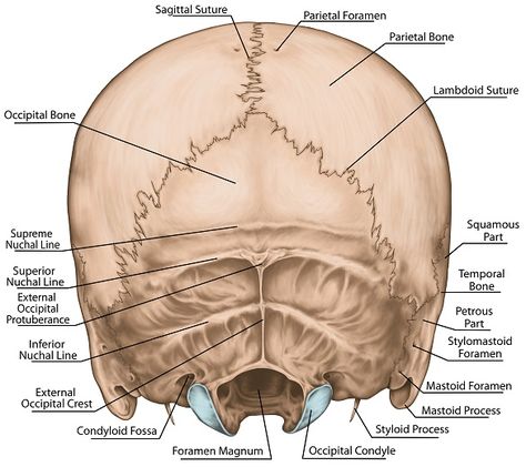 Bone Diagram, Occipital Bone, Anatomy Diagrams, Skeletal System Anatomy, Hypoglossal Nerve, Sphenoid Bone, Sternocleidomastoid Muscle, Occipital Lobe, Neck Bones