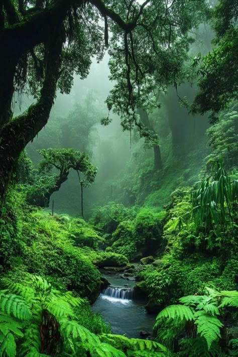 Immerse yourself in the lush beauty of the world’s most breathtaking rainforests. 🌧️ From vibrant wildlife to towering trees, these tropical escapes are a nature lover’s paradise. 🌴 #TropicalRainforests #NatureAdventures #ExploreTheWild #JungleJourneys #Wanderlust Green Nature Pictures, Rainforest Deforestation, Amazon Rainforest Animals, Jungle Travel, India Pictures, Green Mood Board, Borneo Rainforest, Carrom Board, Rainforest Trees