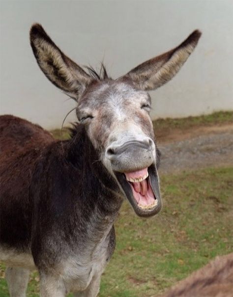 World's Greatest Gallery of Laughing Donkeys Funny Donkey Pictures, Donkey Pics, Baby Donkeys, Donkey Funny, Laughing Animals, Baby Donkey, Funny Feeling, Black Cartoon Characters