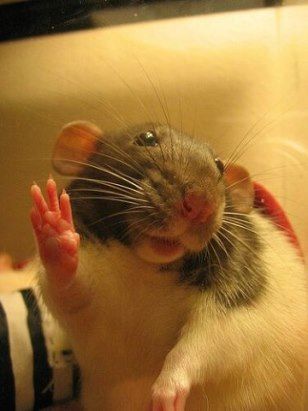 Cute Rat Aesthetic, Silly Animal Pictures, Dumbo Rat, Funny Rats, Fancy Rat, Cute Small Animals, A Rat, Cute Rats, Funny Animal Photos