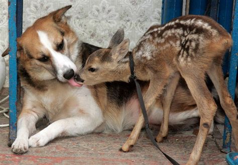 Odd Animal Couples, Animal Couples, Unlikely Animal Friends, Unusual Animal Friendships, Unlikely Friends, Odd Couples, Animals Friendship, Unusual Animals, Weird Animals