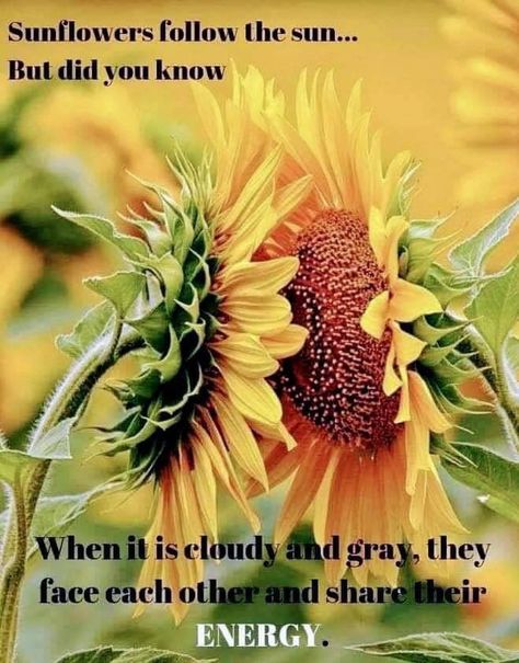 Sunflower Mood Board, Sunflower Growing, Sunflowers Decor, Happy Thanksgiving Pictures, Sunflower Quotes, Thanksgiving Pictures, Flowers Everywhere, Facing The Sun, Psychic Medium