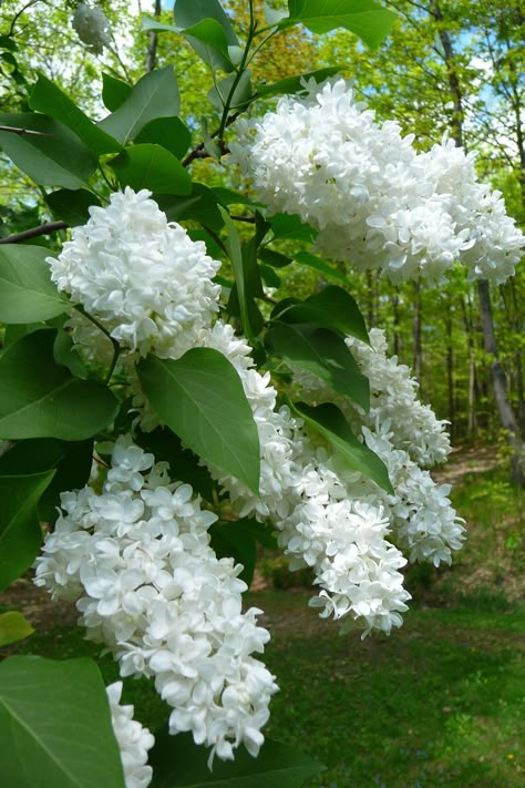 White lilacs White Lilacs, Perennial Garden Design, Lilac Cottage, Small Backyard Gardens, Garden Shrubs, Moon Garden, Mediterranean Garden, White Garden, Beautiful Backyards