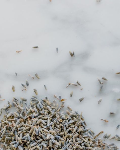 Lavandula Augustifolia It’s the star ingredient in the Mountain soap, pure Lavender - from the essential oil used in the blend with sweet fennel & patchouli oils, to the whole lavender buds stirred through the raw soap mix just before pouring. Gently cleansing, 100% relaxing & uplifting, with antimicrobial, antifungal & antiseptic properties. Bees love it, we love it, to me this is one of the most important plants I know of #lavendersoap #lavendersoapbar #naturalsoapmaking #bohemiaandflowe... Mountain Soap, Cold Process Soapmaking, Lavender Soap Bar, Patchouli Scent, Dried Lavender Flowers, Patchouli Oil, Lavender Soap, Lavender Buds, Soap Handmade