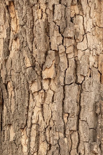 Brown tree bark background wallpaper Tree Bark Wallpaper, Tree Texture, Carnival Birthday Party Theme, Brown Tree, Bark Texture, Wood Bark, Tree Textures, Wood Texture Background, Wood Logs