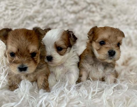 Morkie Babies Puppies For Sale Near Me Free, Teacup Morkie Puppies, Teacup Morkie, Maltese Yorkie Mix, Morkie Puppy, Morkie Puppies For Sale, Morkie Dogs, Maltese Yorkie, Morkie Puppies