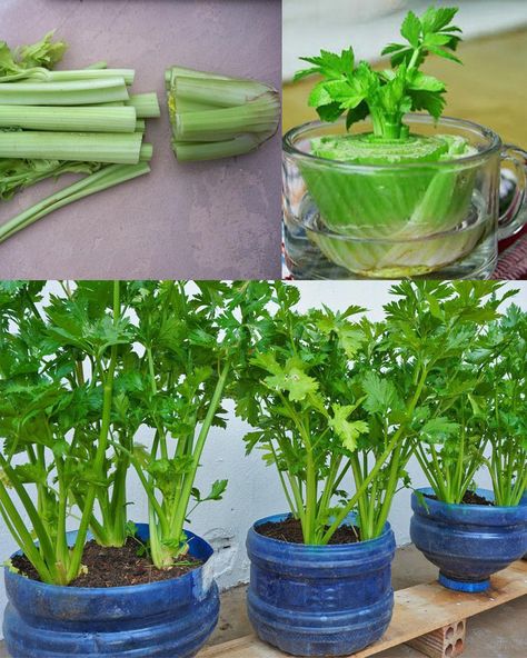 How to Regrow Celery at Home from... - Plants and gardening How To Regrow Celery, Regrow From Scraps, Regrow Celery, Celery Plant, Growing Celery, Kitchen Scraps, Helpful Hacks, Sustainable Gardening, Garden Insects