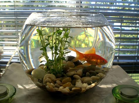 Klein Aquarium, Fish Bowl Decorations, Water Garden Ideas, Indoor Vegetables, Diy Fish Tank, Small Fish Tanks, Goldfish Bowl, Indoor Water Garden, Fish Bowls