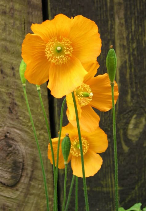 Flowers Poppies, All Flowers, Mellow Yellow, Poppy Flower, Flower Beauty, Beautiful Blooms, Flowers Nature, Flower Pictures, Plants Flowers