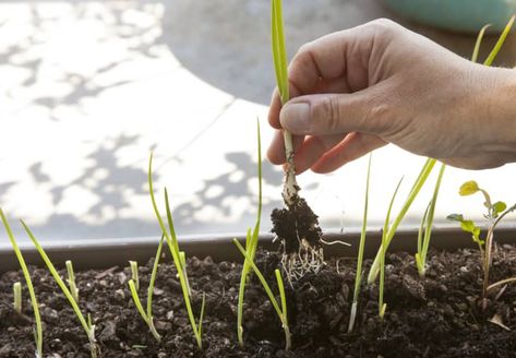 Growing Scallions, Farming Tips, Farming Ideas, Plants House, Pots Garden, Garden Frame, Home Plants, Garden Hacks, Organic Gardening Tips