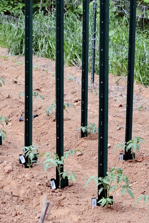 Tomato Trellis Raised Bed, Sturdy Tomato Cages, Tomato Supports Ideas, Tomatoe Support Ideas Diy, Ideas For Tomato Cages, Support For Tomatoes Plants, Tomato Plant Support Ideas, Best Way To Support Tomato Plants, Grow Tomatoes Vertically