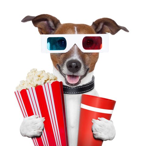 Can Dogs Eat Popcorn? Bean Bag Cinema, Can Dogs Eat Apples, Peanut Butter For Dogs, Healthy Popcorn, Bean Bag Bed, Movie Popcorn, 3d Glasses, All Dog Breeds, Silly Dogs