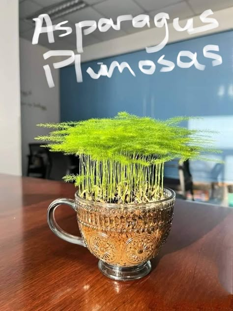 Asparagus Plant, 2024 Ideas, Asparagus Fern, Plant Hacks, Grey Fox, Plant Decor Indoor, Foto Tips, Rain Forest, Deco Floral