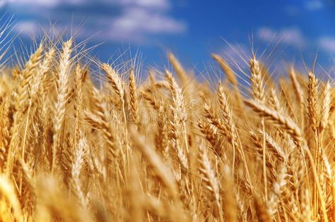 Wheat grain field. Under blue sky , #affiliate, #grain, #Wheat, #field, #sky, #blue #ad Grain Field, Classroom Newsletter Template, Wheat Field, Wheat Fields, Russian Federation, Barley, Agriculture, Wheat, Dandelion