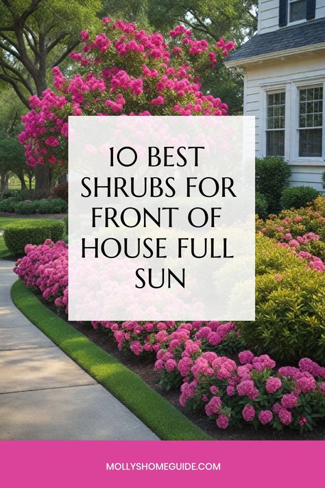 Explore a variety of low-maintenance shrubs that thrive in full sun for your landscaping needs. Discover the best shrubs, whether you're looking for dwarf evergreen options or vibrant flowering varieties. Add some color with shrubs featuring red leaves or opt for drought-tolerant options to create a beautiful yet practical front yard. Perfect for small spaces, these full-sun shrubs are ideal for enhancing the front of your house and making a statement with ease. Low Bushes For Landscaping, Big Bushes In Front Of House, Easy Outdoor Plants Full Sun, Landscape Design Zone 6, Full Sun Shrubs Landscaping, Florida Landscaping Ideas Full Sun, All Year Round Plants Front Yards, Small Shrubs In Front Of House, Best Shrubs For Front Of House