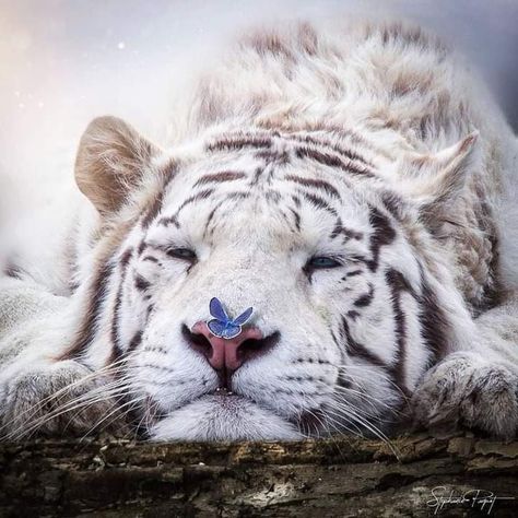 White Tigers, Cute Tigers, Animal Reference, Cute Animals Images, Pretty Animals, Majestic Animals, Animal References, Silly Animals, Cute Wild Animals