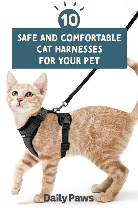 Best Cat Harness, Adventure Cat, Cat Body, Cat Essentials, Cat Leash, Types Of Cats, Pet Gear, Cat Harness, Cat Parenting