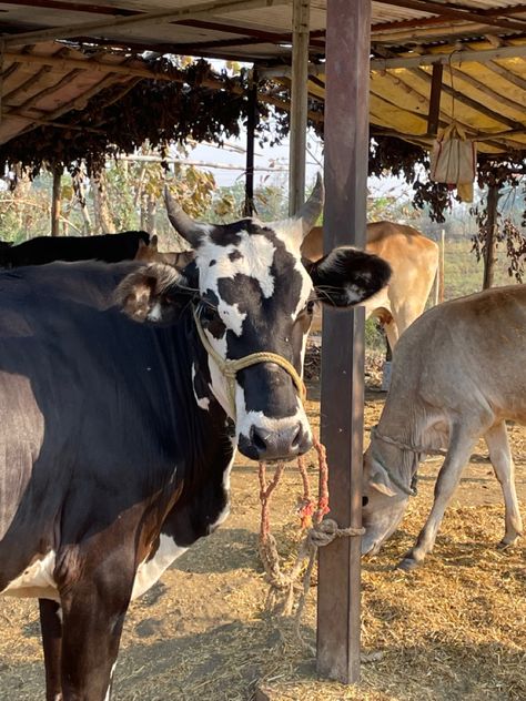 Cow Snap, Village Vibes, Environmental Photography, Rural Photography, Cow Photography, Blue Sky Photography, Cow Shed, Self Pictures, Happy Cow