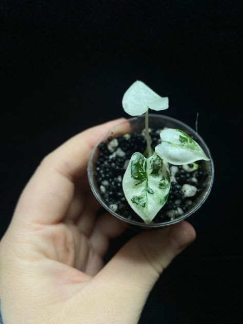 Alocasia variegated Frydek growing in perlite and fluval stratum. These will hopefull be ready to list on my Etsy befor ethe end of the year!! This group of Frydeks has beautiful gentics, more of its siblings in the IG reel 💚 Variegated Frydek, Alocasia Frydek, Plant Lover, House Plants, Plants