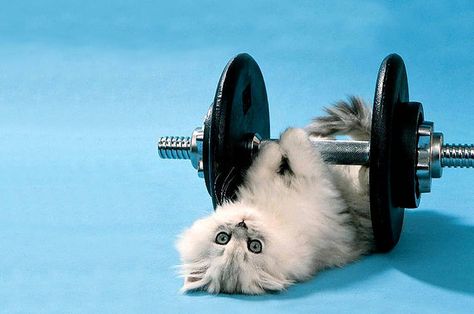 22 Olympic Sports Cats Could Definitely Excel At --- Going for the gold never looked so cute. --- Click through Kitten Wallpaper, Cat Exercise, Funny Cat Wallpaper, Sweet Kitty, Animal Pics, Funny Wallpaper, Amazing Animals, Cat Wallpaper, Animal Wallpaper