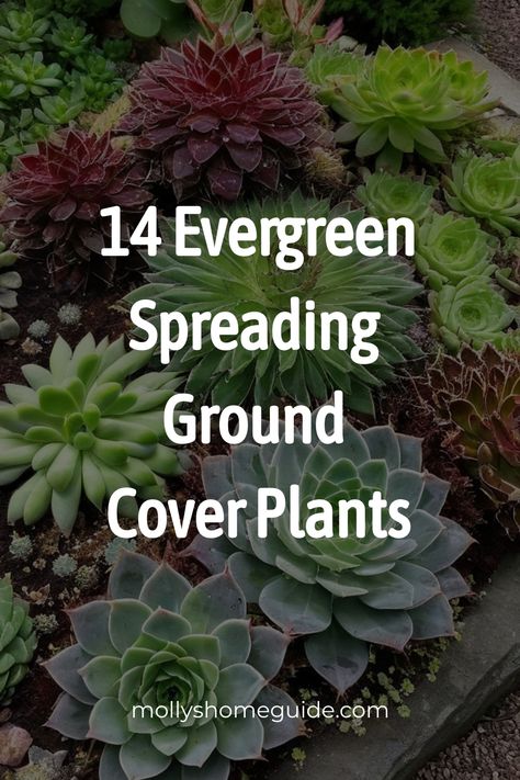 Discover a variety of spreading ground cover plants perfect for your garden. From full sun flowering ground covers to shade perennials for weed suppression, these plants will beautify your space. Explore fast-spreading invasive options or durable options that you can walk on, ideal for paths and walkways. Whether you love grevillea ground cover varieties or beautiful flowering options for a sunny garden, find the best ground cover plants here. Ground Cover That Chokes Out Weeds, Tropical Ground Cover, Walkable Ground Cover, Groundcover Landscaping, Ground Cover Plants For Sun, Jasmine Ground Cover, Full Sun Ground Cover, Ground Cover Plants Shade, Ground Covers For Sun