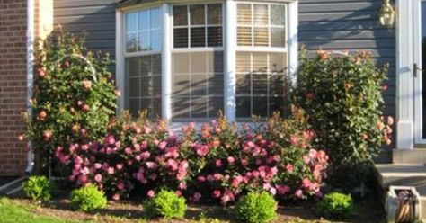 78 Best images about Bay window landscaping on Pinterest | Pvc ... Bay Window Landscaping, Window Landscape, Rose Garden Ideas, Low Maintenance Garden Design, Landscaping With Roses, Front Yard Patio, Knockout Roses, Backyard Garden Layout, Backyard Garden Landscape