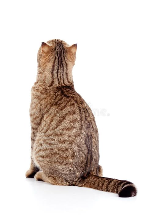 Rear view of tabby-cat on white. Rear view of cat on white #Sponsored , #Ad, #sponsored, #view, #cat, #tabby, #Rear Cat Sitting Down, Cat Poses, Cat Anatomy, Cat References, Image Chat, Cat Reference, Cat Stands, Cat Pose, Animal Reference