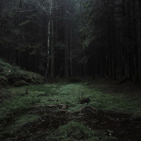 Evil Aesthetic, Supernatural Aesthetic, Dark Naturalism, Dark Forest Aesthetic, Dark Green Aesthetic, Slytherin Aesthetic, Dark Rose, Dragon Age Inquisition, Tall Trees