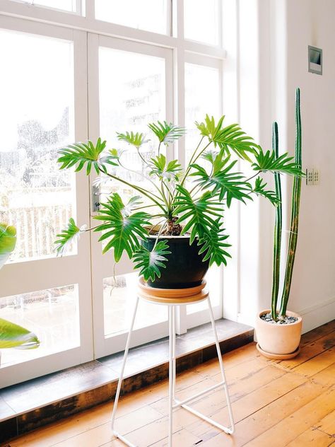 Skip the Monstera—the Philodendron Xanadu Is the Lush Plant You Need Philodendron Xanadu, Indoor Tropical Plants, Philodendron Plant, Leafy Plants, Living Room Plants, Plant Wishlist, Inside Plants, Best Indoor Plants, Indoor Jungle